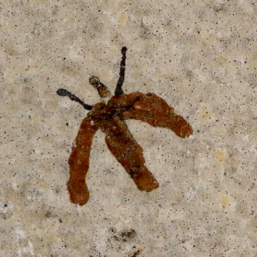 March Insect Identification 0.4 Detailed Fossil March Fly Insect Green River Formation Uintah ...