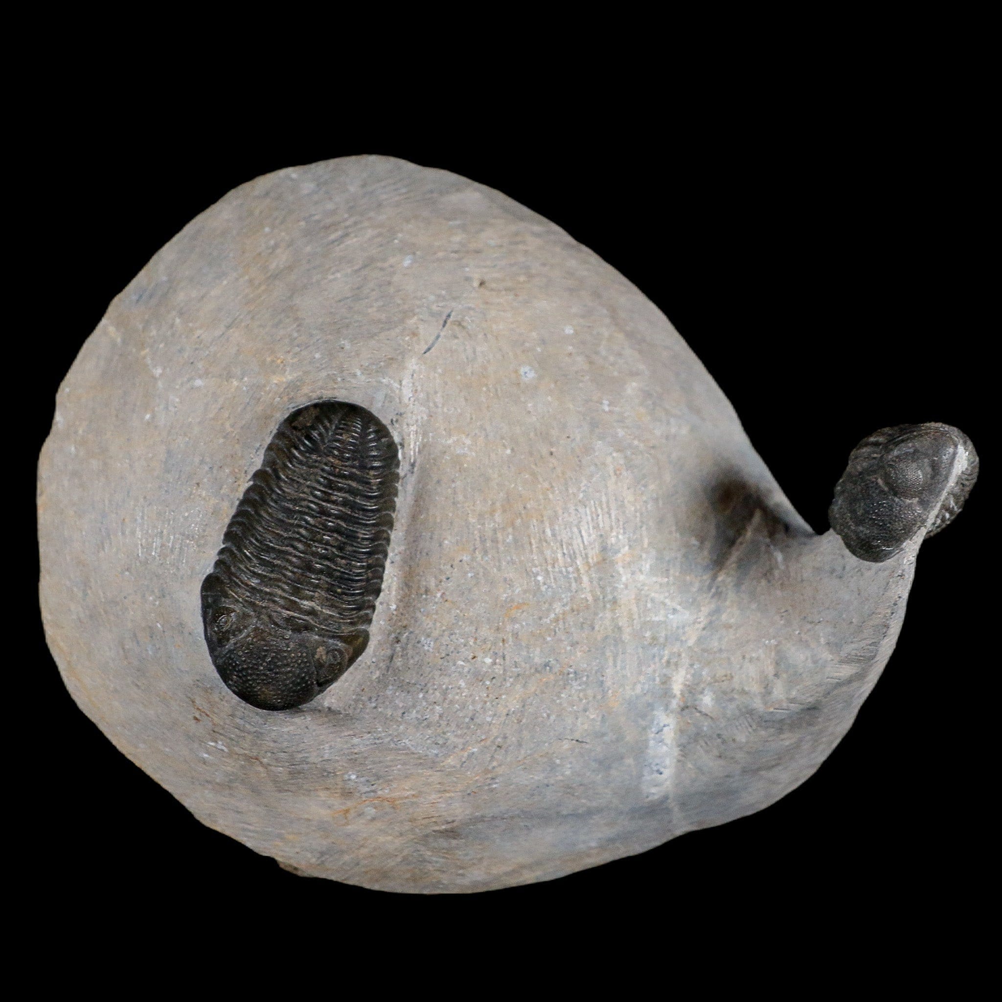 1.5インチのモロコプス三葉虫化石2個、デボン紀、モロッコ産、4億年前