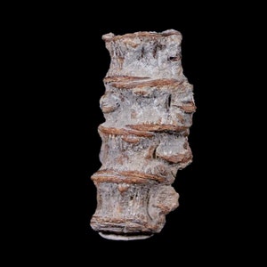 Fossil Fish Ichthyodectes Partial Jaw Bone Great Detail Fossil Fish Ichthyodectes Partial Jaw Bone Great Detail