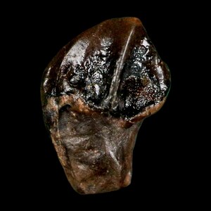 Pode incluir: Um close-up de um dente fossilizado marrom escuro contra um fundo preto. O dente tem uma superfície brilhante e texturizada com áreas de coloração mais escura, sugerindo idade e mineralização. A forma é irregular, com uma raiz visível.
