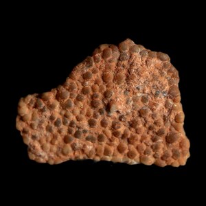May include: A fossilized fragment featuring a dense, textured surface of small, rounded, brownish-orange nodules. The specimen displays a natural, irregular shape with a granular, pebble-like pattern covering the entire visible exterior area.