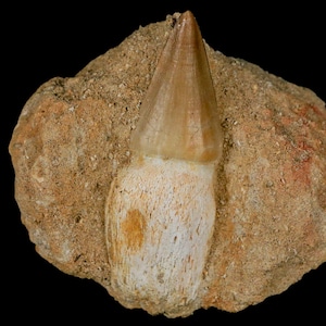 2.6&quot; Mosasaur Prognathodon Fossil Tooth Rooted In Matrix Cretaceous Dinosaur Era Oued Zem Morocco Certificate of Authenticity Free Shipping
