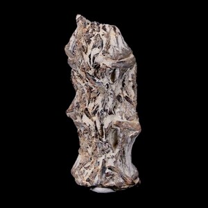2.2&quot; Xiphactinus Audax Fossil Vertebrae Cretaceous Era Fish Niobrara Formation Kansas Free Shipping