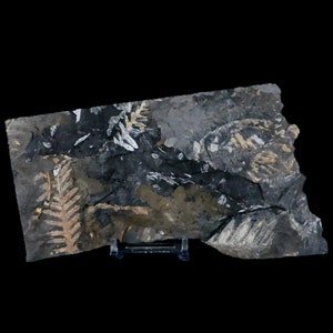 6.5&quot; Alethopteris Fern Plant Leaf Fossil Carboniferous Age Llewellyn Formation ST Clair Certificate of Authenticity Free Stand and Shipping