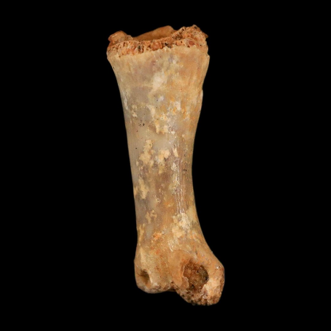 Stone Age Raptor 0.6