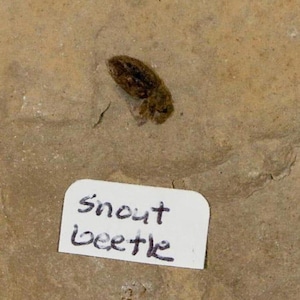 May include: A fossilized snout beetle, showcasing a detailed insect specimen. The beetle is brown with darker markings, set against a light brown, textured background. A white label below reads "snout beetle".