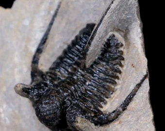 1.3" Cyphaspis Otarion Spiny Trilobite Fossil Devonian Age Glass Display Certificate Of Authenticity Free Shipping