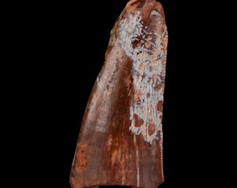 0.5インチ 植物竜化石 歯 三畳紀 主竜 レドンダ層 ニューメキシコ 真正