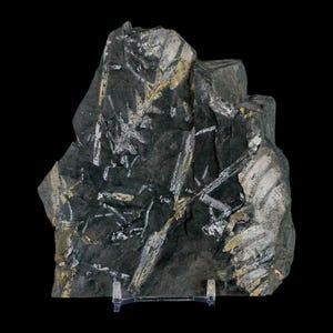 4.7&quot; Alethopteris Fern Plant Leaf Fossil Carboniferous Age Llewellyn Formation ST Clair, COA Free Stand and Shipping