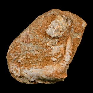 Fossile di aringa dai denti a sciabola XL da 2,9 pollici, dente di zanna, Enchodus Libycus, Cretaceo, Oued Zem, Marocco, certificato di autenticità, spedizione gratuita