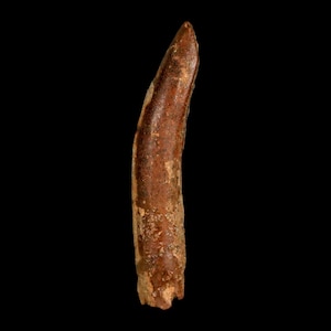 1.9&quot; Rebbachisaurus Sauropod Fossil Tooth Early Cretaceous Dinosaur Morocco Certificate Of Authenticity Free Display and Shipping