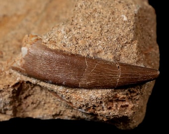 1.7" Plesiosaur Zarafasaura Tooth Fossil In Matrix Cretaceous Dinosaur Era Khouribga Morocco Certificate of Authenticity Free Shipping