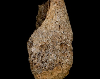 恐竜エドモントサウルスの歯の化石、ハドロサウルス、ランスクリーク層