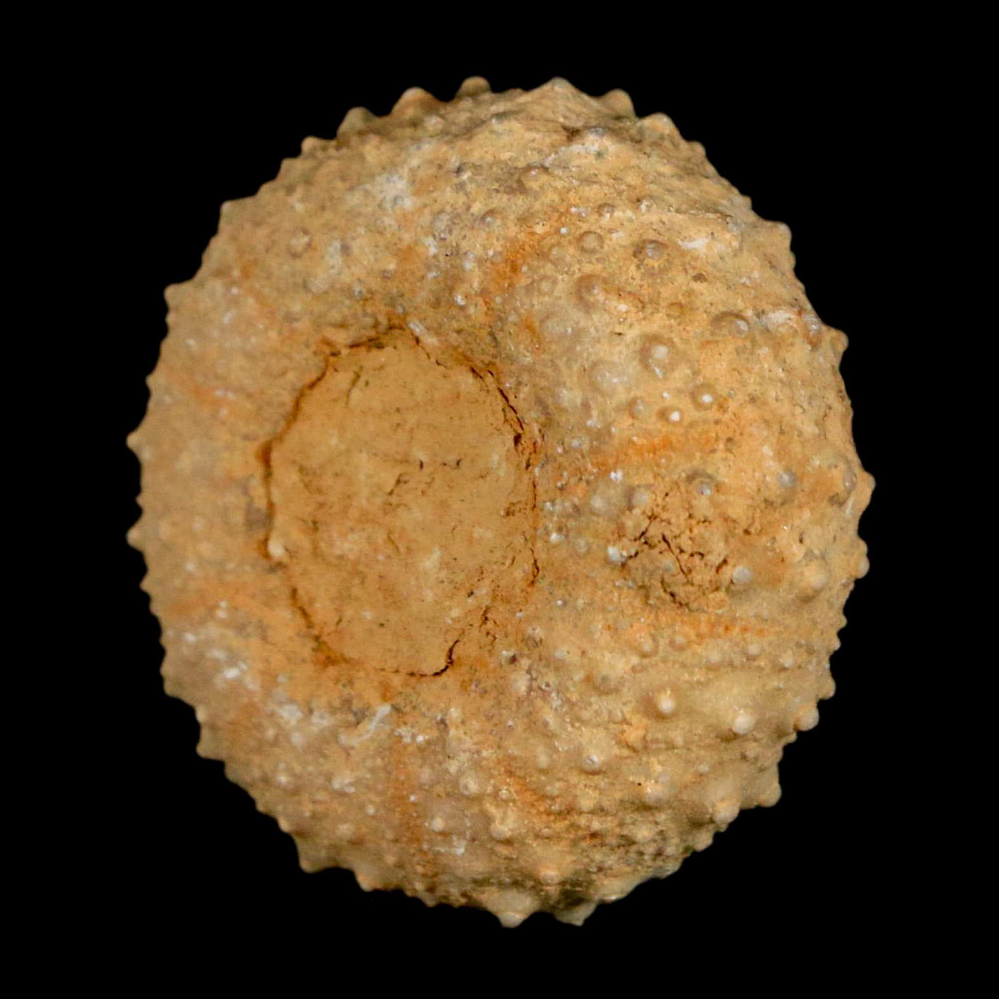 31 MM 精巧な化石 テトラグラマ・マルティセンス ウニ 白亜紀 モロッコ 