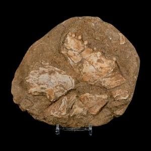 May include: A fossilized specimen of an unknown species. The fossil is embedded in a tan-colored rock, with visible bone fragments in shades of white and tan. The rock is displayed on a clear stand against a black background.