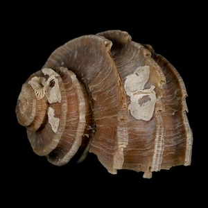 May include: A brown seashell with a spiral form and a textured surface. The shell has light-coloured, barnacle-like growths attached. The background is solid black.