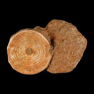 May include: A fossilized ammonite, showcasing a cross-section of the shell with concentric rings. The fossil is a light tan color, embedded in a reddish-brown rock matrix, set against a black background. This specimen is a natural history item.
