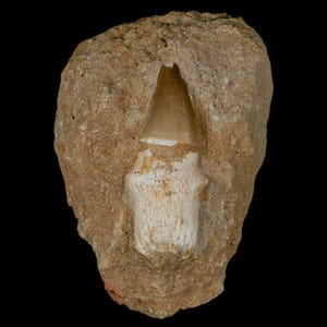 2.4&quot; Mosasaur Prognathodon Fossil Tooth Rooted In Matrix Cretaceous Dinosaur Era Oued Zem Morocco Certificate of Authenticity Free Shipping