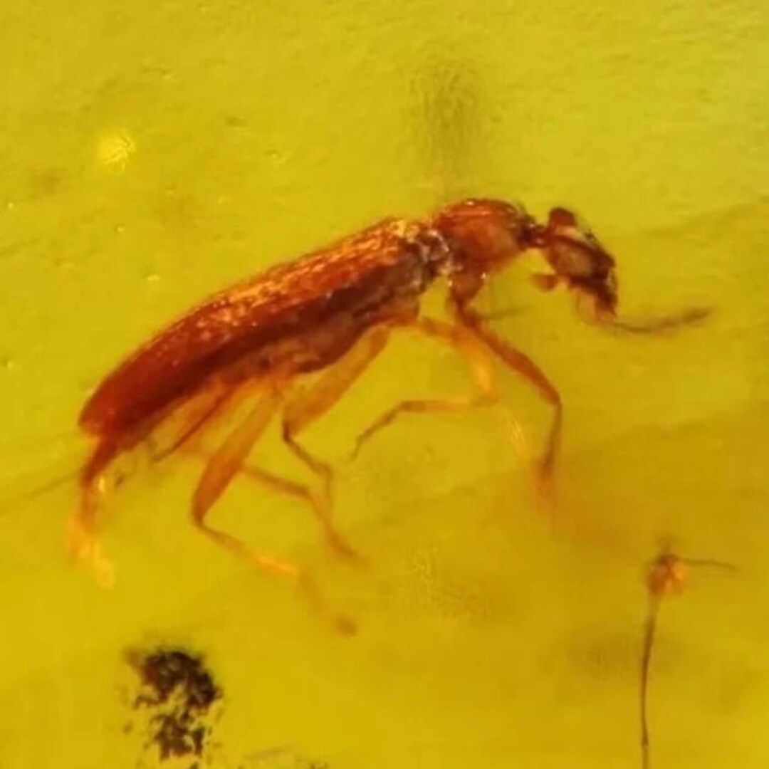 Burmese Insect Amber Coleoptera Beetle Bug Fossil Burmite Cretaceous ...