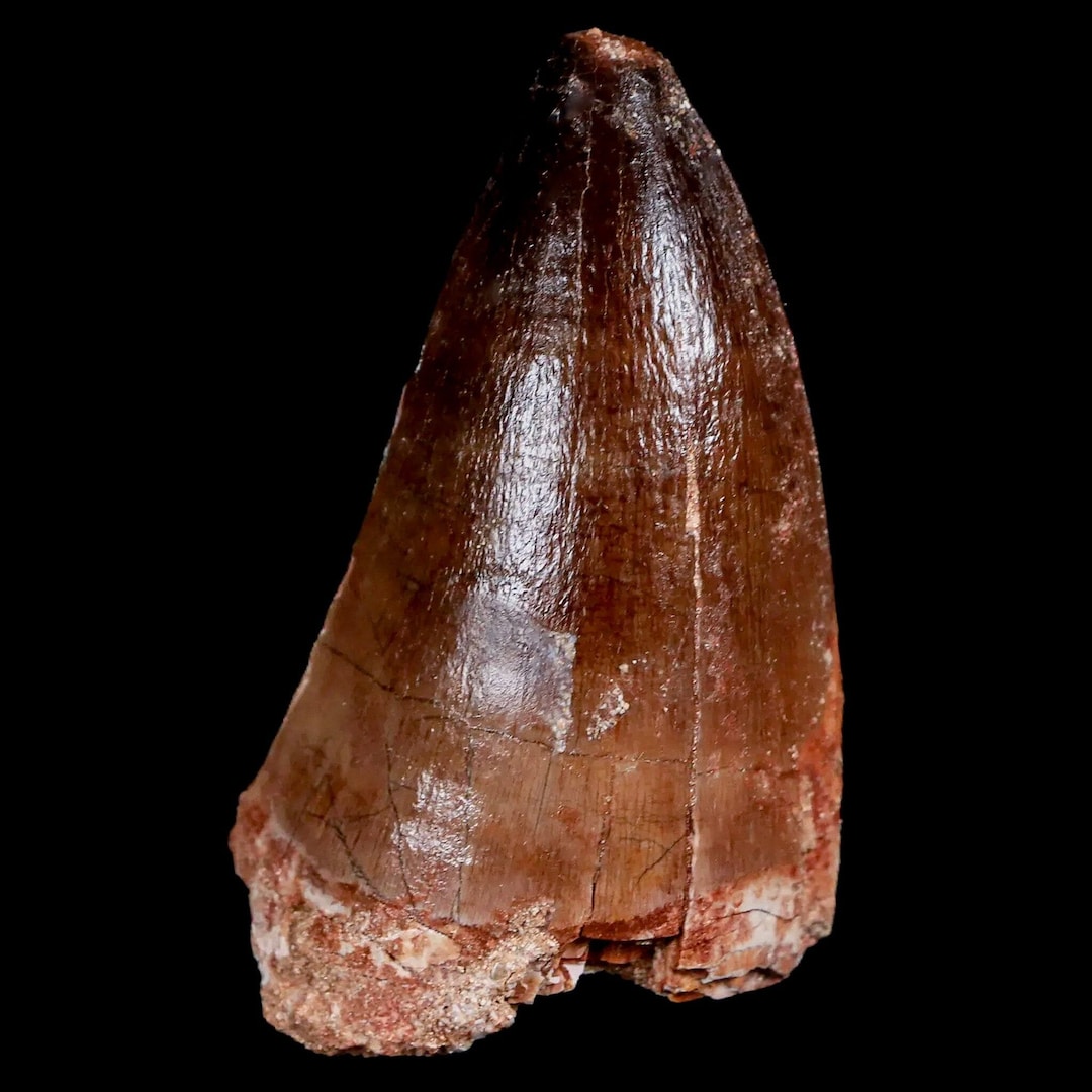 Prognathodon XL 2.5 Mosasaur Prognathodon Fossil Tooth Oued Zem Morocco Cretaceous ...