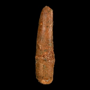 1.8&quot; Rebbachisaurus Sauropod Fossil Tooth Early Cretaceous Dinosaur Morocco Certificate Of Authenticity Free Display and Shipping