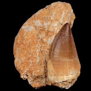 1.8&quot; Mosasaur Prognathodon Fossil Tooth In Matrix Oued Zem Morocco Cretaceous Dinosaur Era COA Free Shipping