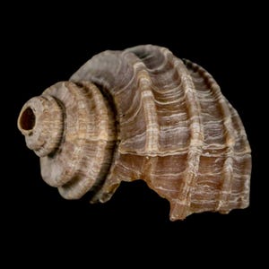 1.5 "Ecphora Gardnerae Gastropoden Fossil Muschel Lee Creek Biozön Epoche North Carolina Versand versandkostenfrei