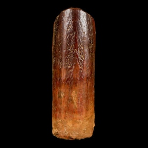 1.4&quot; Rebbachisaurus Sauropod Fossil Tooth Early Cretaceous Dinosaur Morocco Certificate Of Authenticity Free Display and Shipping