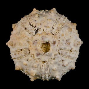 32MM Detailed Fossil Goniopygus Sp Sea Urchin Echinoid Cretaceous