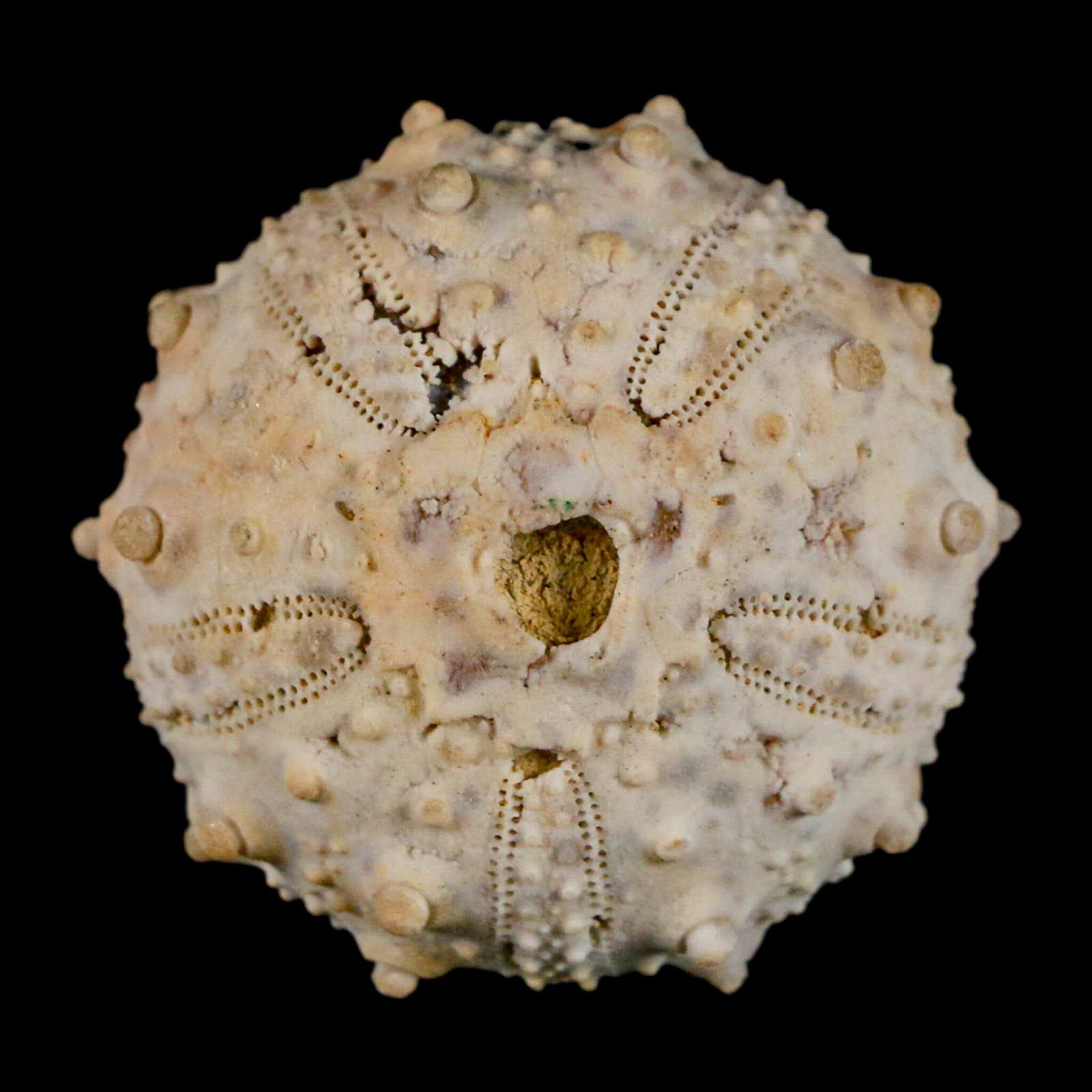 Goniocidaris spinosa　ウニ　標本 32MM Detailed Fossil Goniopygus Sp Sea Urchin Echinoid Cretaceous