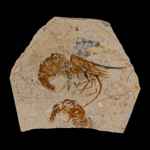 2 2匹のエビの化石 Carpopenaeus 白亜紀 1億年前 セノマニアン層 レバノン 真正証明書付き 送料無料
