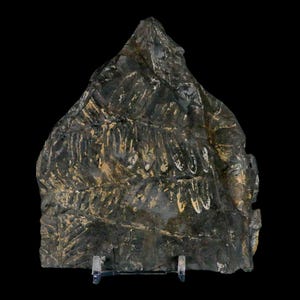 4.7&quot; Alethopteris Fern Plant Leaf Fossil Carboniferous Age Llewellyn Formation ST Clair, COA Free Stand and Shipping