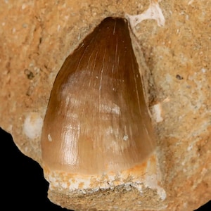 1.9&quot; Mosasaur Prognathodon Fossil Tooth In Matrix Oued Zem Morocco Cretaceous Dinosaur Era Certificate of Authenticity Free Shipping