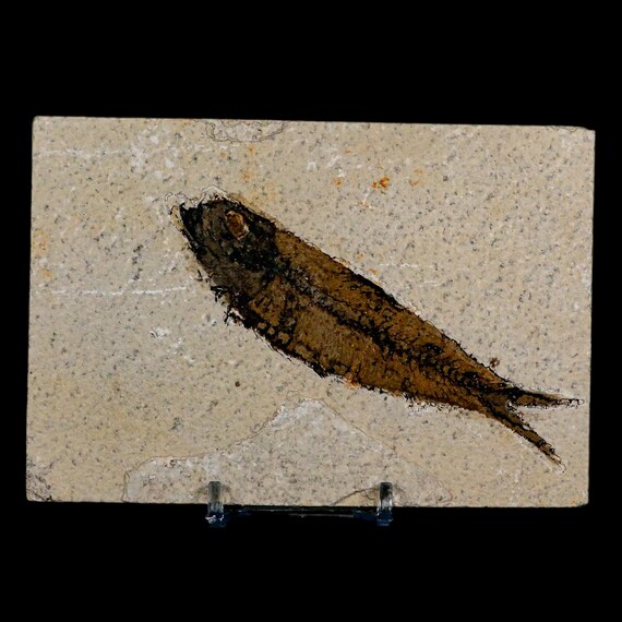 XL 4.2インチ ナイティア・エオカエナ 化石魚 グリーンリバー層