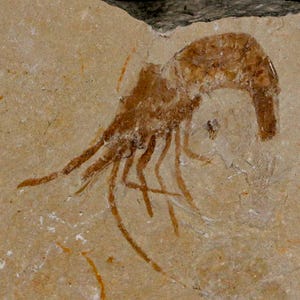 1.4インチの化石エビCarpopenaeus白亜紀1億年前のセノマニアン層レバノン産真正証明書付き送料無料