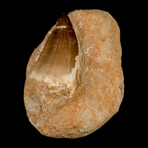 XL 2.1&quot; Mosasaur Prognathodon Fossil Tooth In Matrix Oued Zem Morocco Cretaceous Dinosaur Era COA Free Shipping