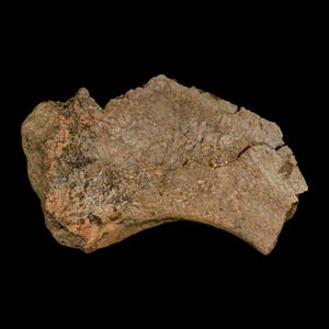 5.4&quot; Triceratops Fossil Rib End Bone Lance Creek Formation Cretaceous Dinosaur Wyoming Certificate of  Authenticity Free Shipping