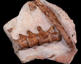 1.6インチ 幼体ハドロサウルス カモノハシ 恐竜化石 つま先骨 ランス