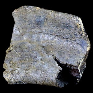 2.5" Edmontosaurus Fossil Rib Bone Specimen Lance Creek Formation Cretaceous Dinosaur Wyoming Certificate of Authenticity Free Shipping image 3