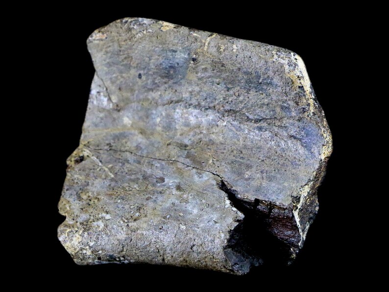2.5" Edmontosaurus Fossil Rib Bone Specimen Lance Creek Formation Cretaceous Dinosaur Wyoming Certificate of Authenticity Free Shipping image 3