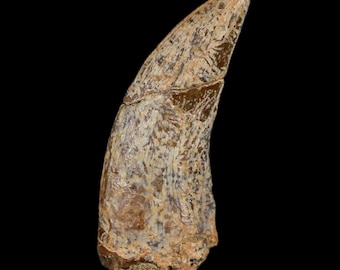 1.5インチ ナノティラヌス ティラノサウルス 化石 歯 恐竜 ランス