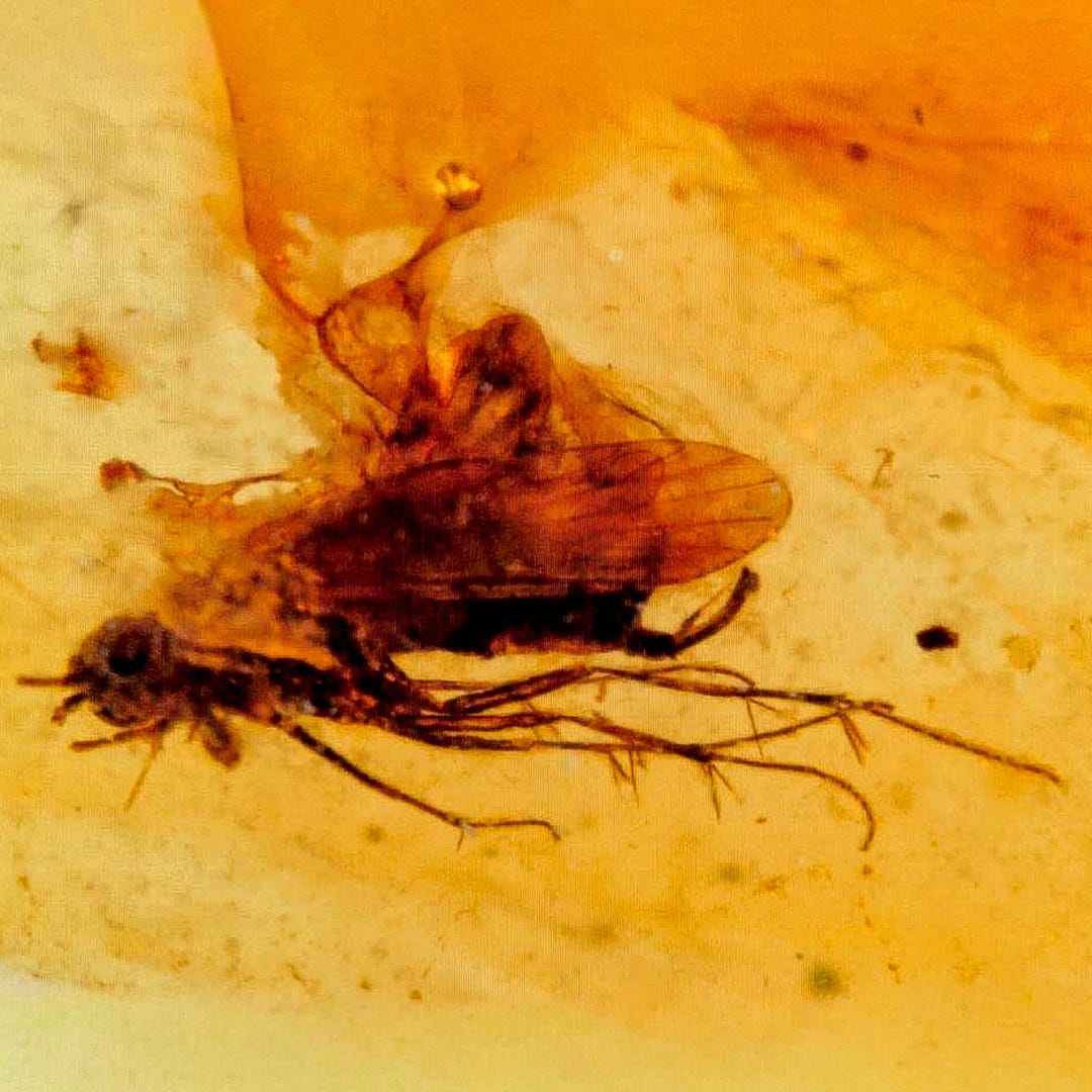 Burmese Insect Amber Unknown Flying Fossil Cretaceous Burmite Dinosaur ...