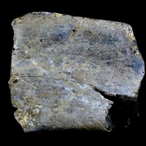 2.5" Edmontosaurus Fossil Rib Bone Specimen Lance Creek Formation Cretaceous Dinosaur Wyoming Certificate of Authenticity Free Shipping image 10