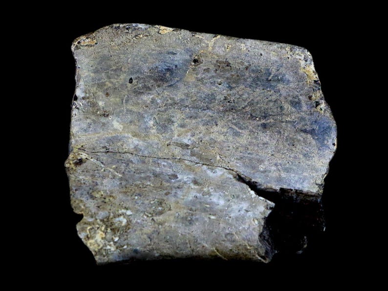 2.5" Edmontosaurus Fossil Rib Bone Specimen Lance Creek Formation Cretaceous Dinosaur Wyoming Certificate of Authenticity Free Shipping image 10