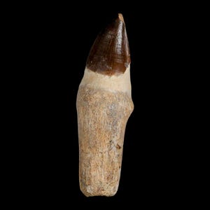 XL 4.4&quot; Mosasaur Prognathodon Fossil Tooth Rooted Cretaceous Dinosaur Era Oued Zem Morocco Certificate of Authenticity Free Shipping