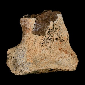 1,8 &quot;Tyrannosaurus Rex Fossil Wirbel Prozess Dinosaurier Lance Creek Wyoming Echtheitszertifikat Kostenloser Versand
