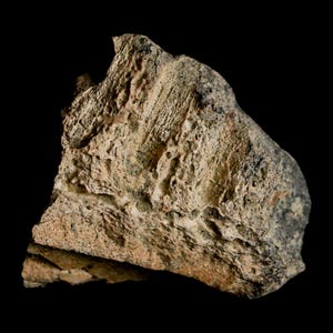 1.5&quot;  Triceratops Fossil Jaw Section Specimen Lance Creek Wyoming Cretaceous Dinosaur Certificate of Authenticity Free Shipping