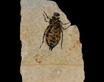 0.6" Dragonfly Larvae Fossil Libellula Doris Specimen Plate Upper Miocene, Piemont Santa Vittoria d'Alba Italy Free Display And Shipping