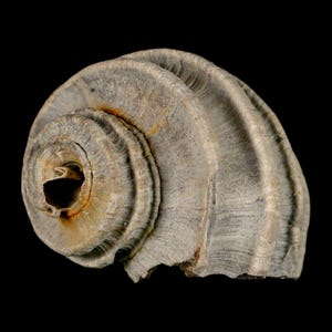 2.1 "Ecphora Gardnerae Gastropoden Fossil Muschel Lee Creek Biozön Epoche North Carolina Versand versandkostenfrei