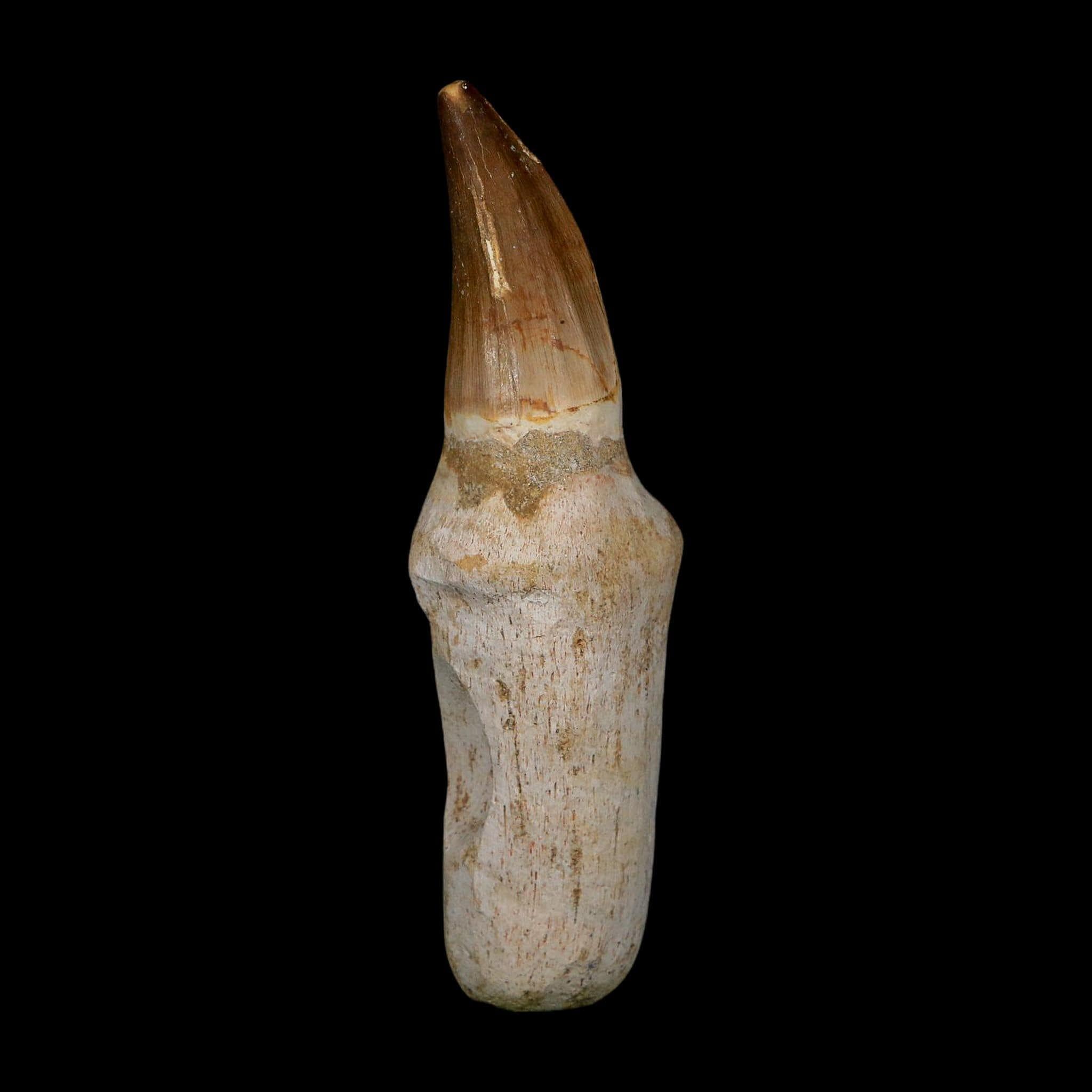 FossilAgeMinerals - Etsy 日本